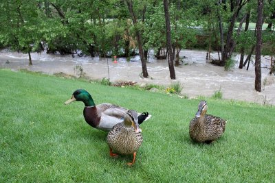 Ducks Flood
