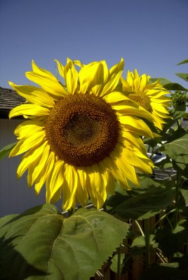 Image001.jpg