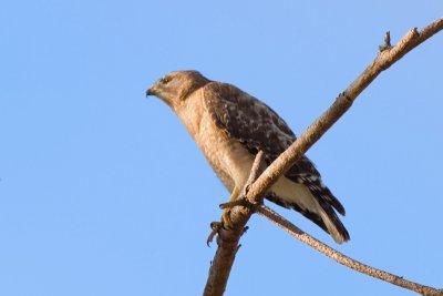Adult Hawk Perched in pine tree 05.jpg