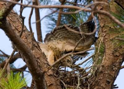 Prefledgling Hawk 04.jpg