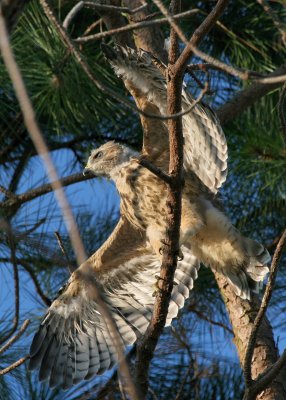 Prefledgling Hawk 10.jpg