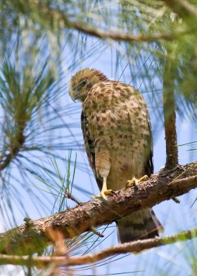 The Fledgling 01.jpg