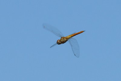 Dragonfly in Flight 08.jpg