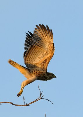 Fledgling Hawk 124 sm.jpg