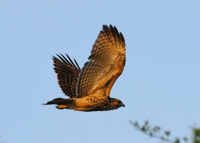 Fledgling Hawk 128 sm.jpg