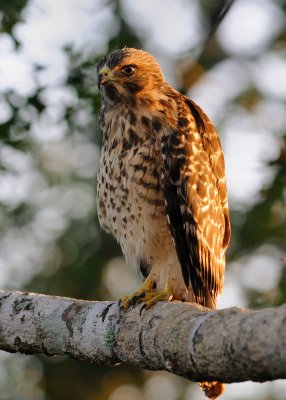Fledgling Hawk 141 sm.jpg