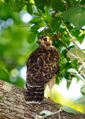 Fledgling Hawk 150 sm.jpg