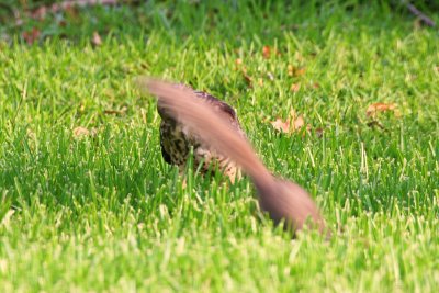 Hawk and Squirrel 02 sm.jpg
