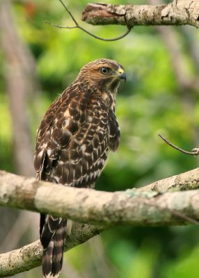 Young Red Shouldered Hawk 01 sm.jpg