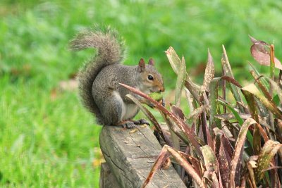 The Squirrel 02 sm.jpg