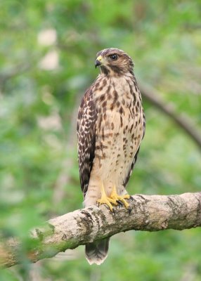 Young Hawk 03 sm.jpg