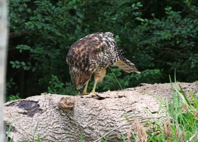 Hawk eating cicada 02.jpg