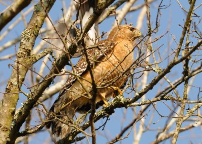 Nesting Hawks AB web.jpg