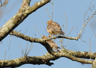 Nesting Hawks BA.jpg
