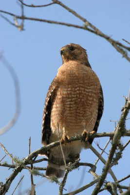 Nesting Hawks CB web.jpg