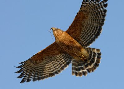 Nesting Hawks AAA.jpg