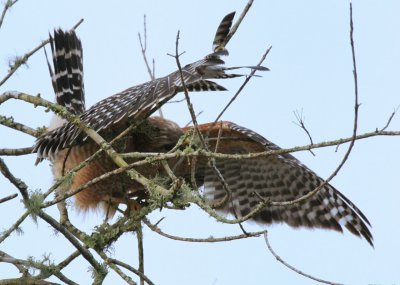 Collecting Twigs 03.jpg