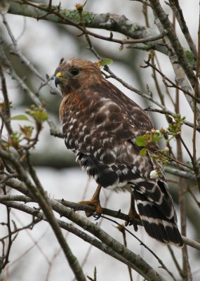Hawk in budding pear tree.jpg