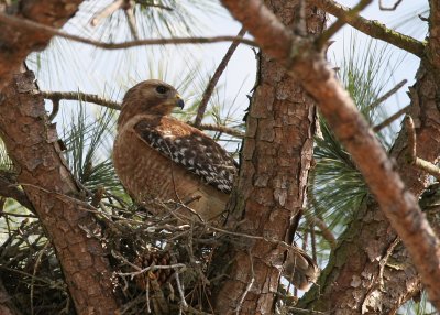 Mama in Nest.jpg