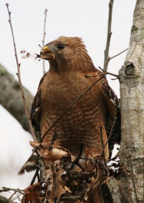 Collecting more nest material.jpg