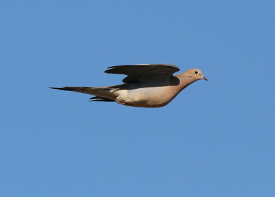 Dove in Flight.jpg