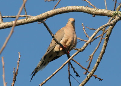 Dove.jpg