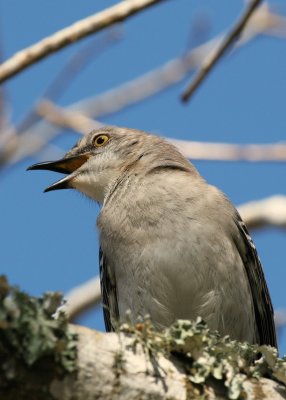 Mockingbird Calling.jpg