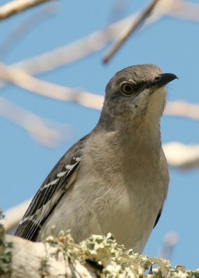Mockingbird.jpg
