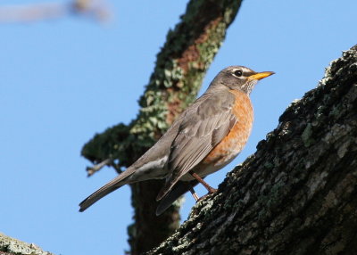 Robin 1.jpg