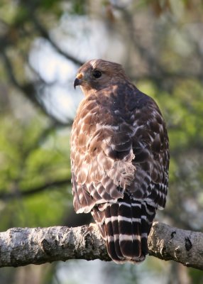 Hawk getting away from nest.jpg
