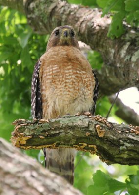 Break from nest sitting.jpg