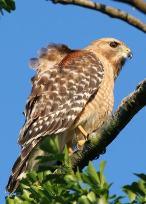 Red shoulder feathers.jpg