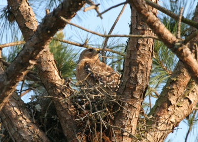 Mama hawk tending chicks?.JPG