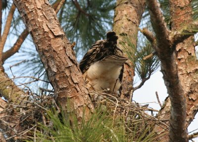 Mama Feeding Chicks?.JPG