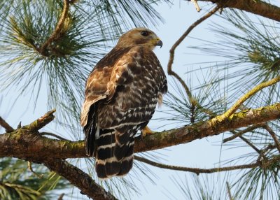 Just Perching 01.jpg