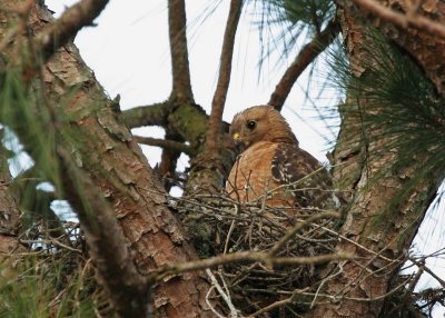 Mama watching Chicks.jpg