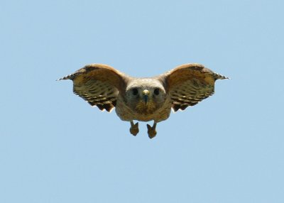 Hawk Buzzing Me 02.jpg