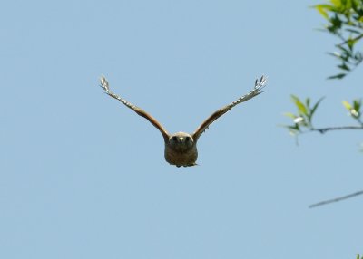 Hawk Buzzing Me 16.jpg