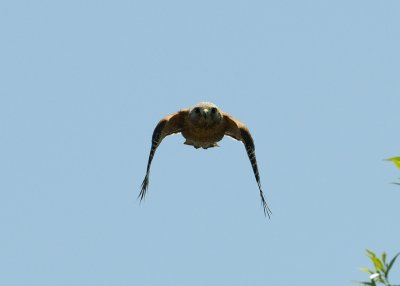 Hawk Buzzing Me 18.jpg