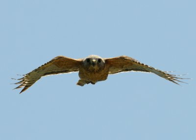 Hawk Buzzing Me 22.jpg