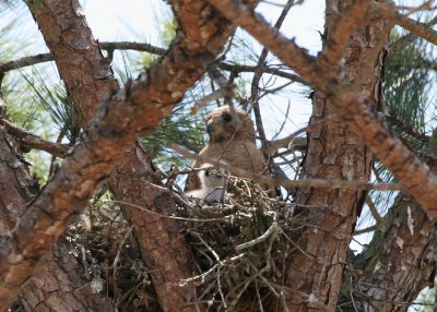 Mama with Chick 01.jpg
