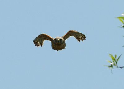Hawk Buzzing Me 17.jpg