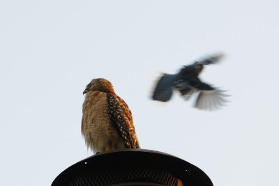 Hawk and Jay.jpg