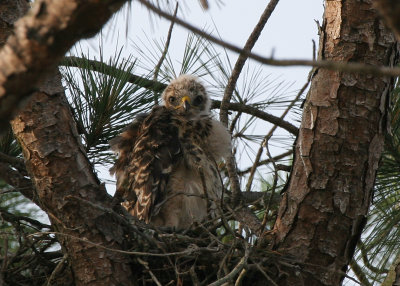 Morning Feathers.jpg