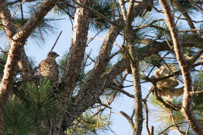 Out on a Limb 03.jpg