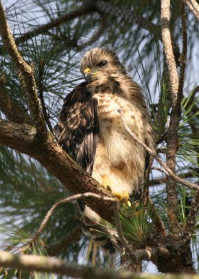 Out on a Limb 04.jpg