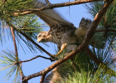 Out on a limb 01.jpg