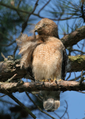 Preening.jpg