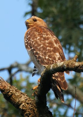 Late Afternoon Perch.jpg