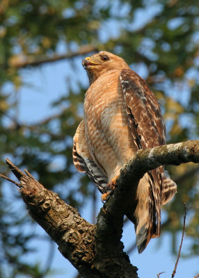 Late Afternoon Perch 01.jpg